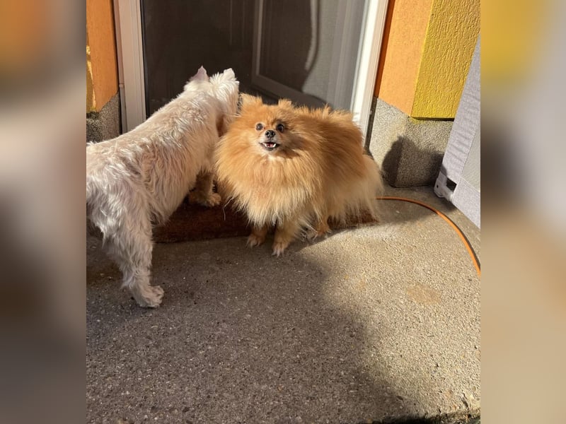 Mogyoro SR- kleiner Pomeranian mit großem Nachholbedarf sucht geduldige Menschen