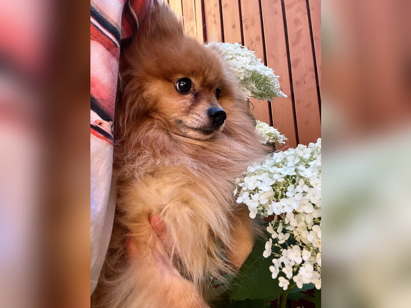 Mogyoro SR- kleiner Pomeranian mit großem Nachholbedarf sucht geduldige Menschen