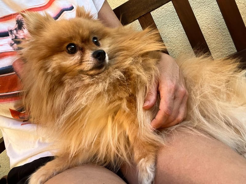 Mogyoro SR- kleiner Pomeranian mit großem Nachholbedarf sucht geduldige Menschen