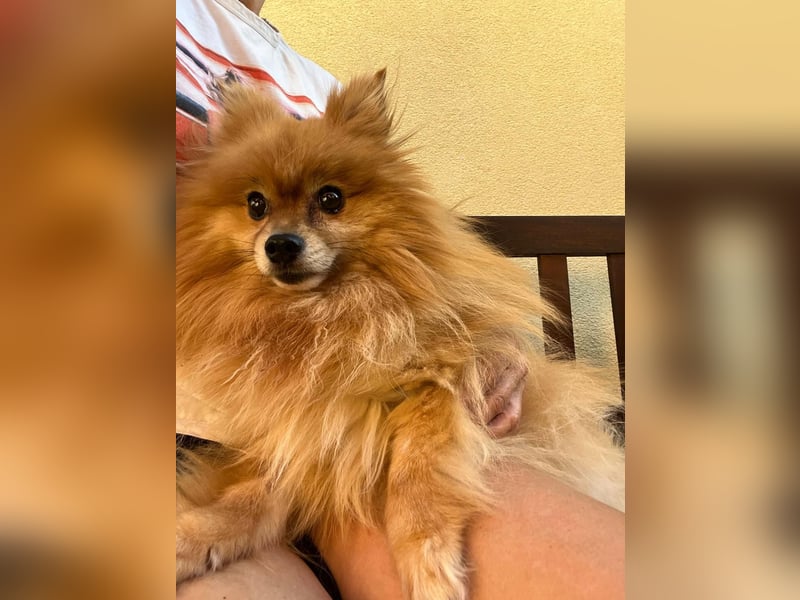 Mogyoro SR- kleiner Pomeranian mit großem Nachholbedarf sucht geduldige Menschen