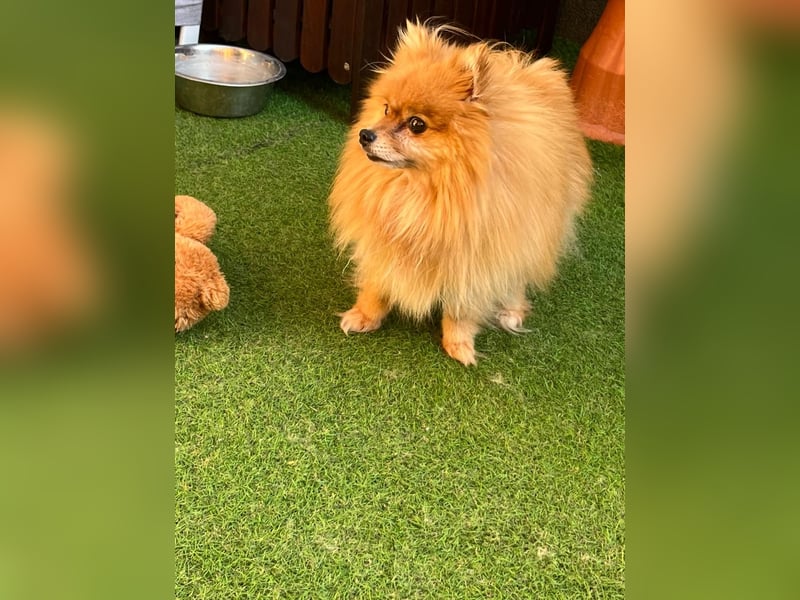 Mogyoro SR- kleiner Pomeranian mit großem Nachholbedarf sucht geduldige Menschen