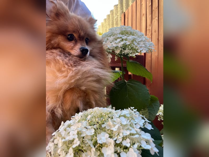 Mogyoro SR- kleiner Pomeranian mit großem Nachholbedarf sucht geduldige Menschen