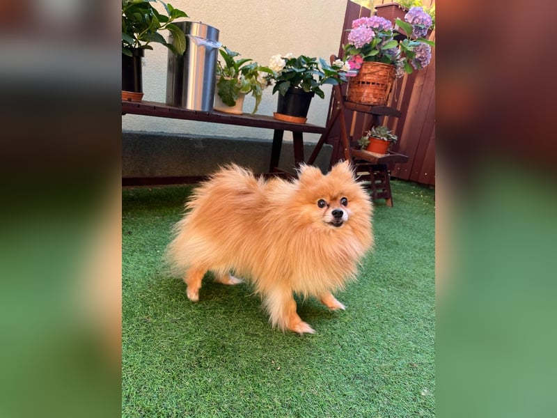 Mogyoro SR- kleiner Pomeranian mit großem Nachholbedarf sucht geduldige Menschen