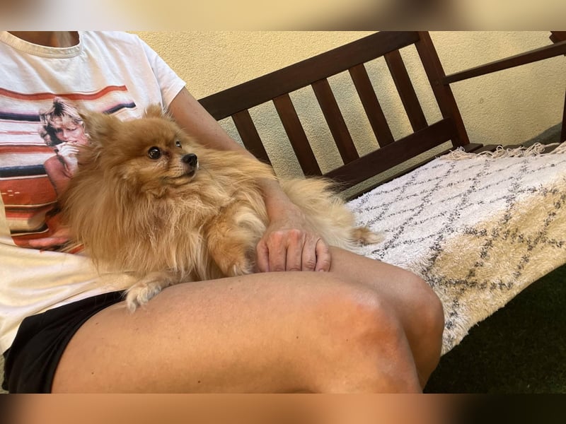 Mogyoro SR- kleiner Pomeranian mit großem Nachholbedarf sucht geduldige Menschen
