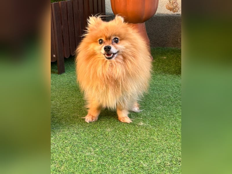 Mogyoro SR- kleiner Pomeranian mit großem Nachholbedarf sucht geduldige Menschen