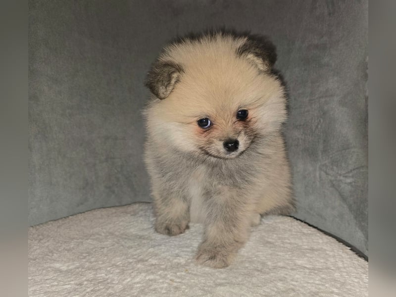 Pomerania Welpe