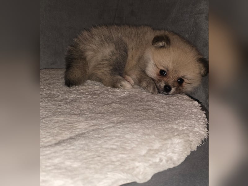 Pomerania Welpe