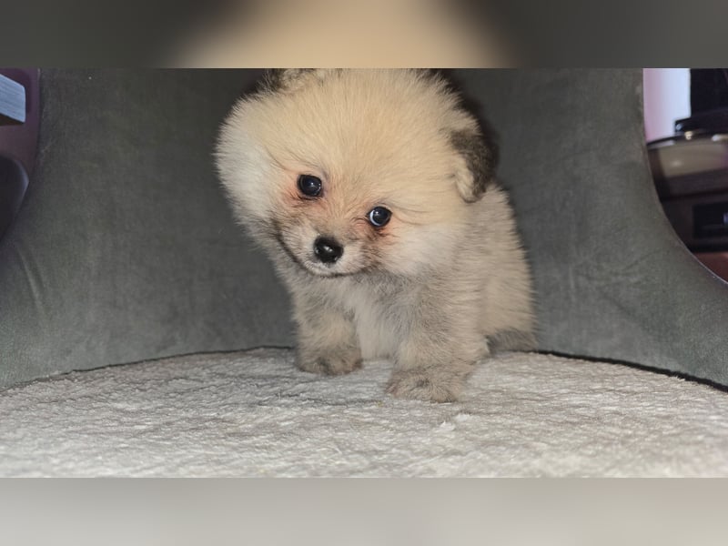 Pomerania Welpe