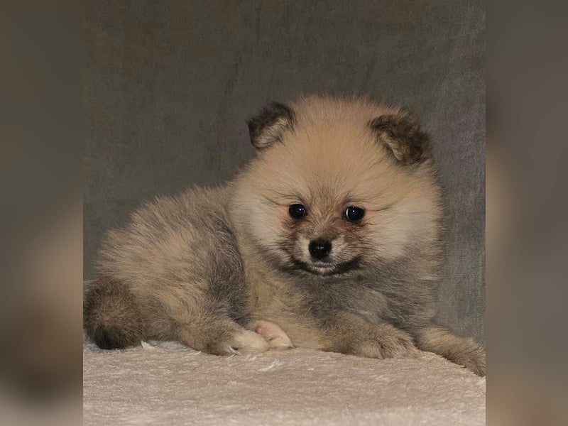 Pomerania Welpe