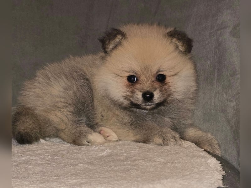 Pomerania Welpe