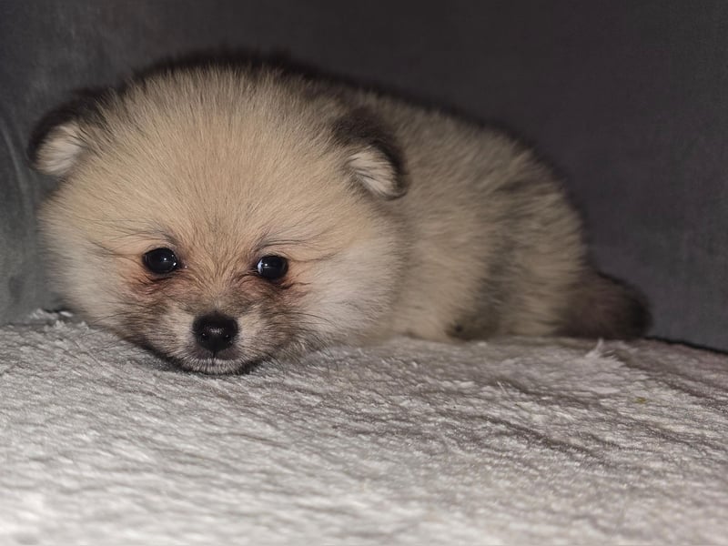 Pomerania Welpe