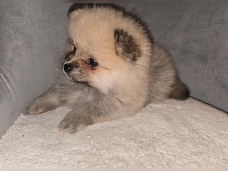 Pomerania Welpe