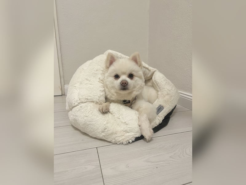 Pomeranian