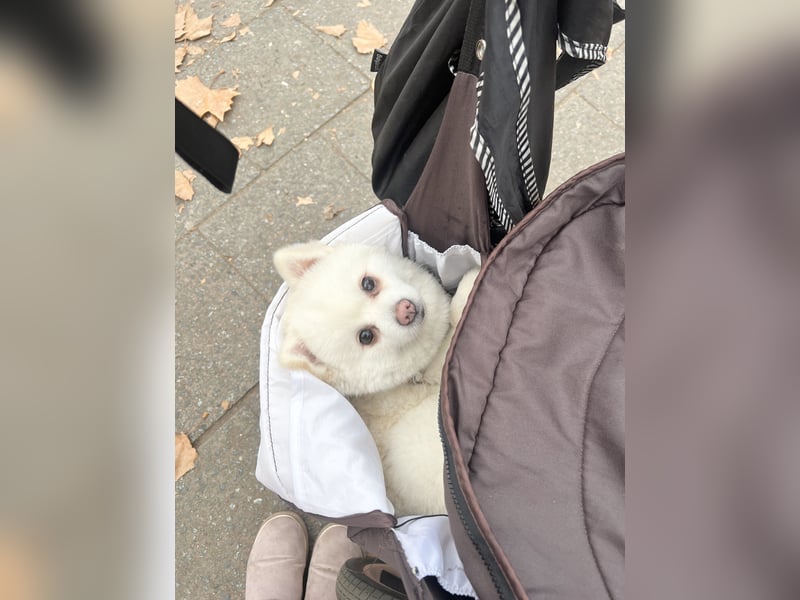 Pomeranian