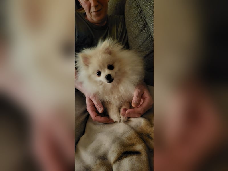 Reinrassiger Pomeranian Zwergspitze Welpe