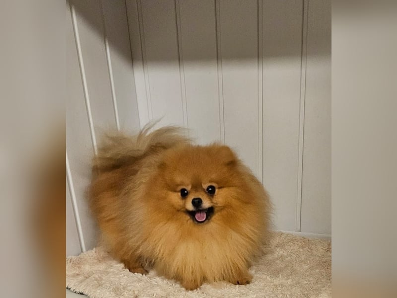 Pomeranian zwergspitz boo mit Ahnentafel