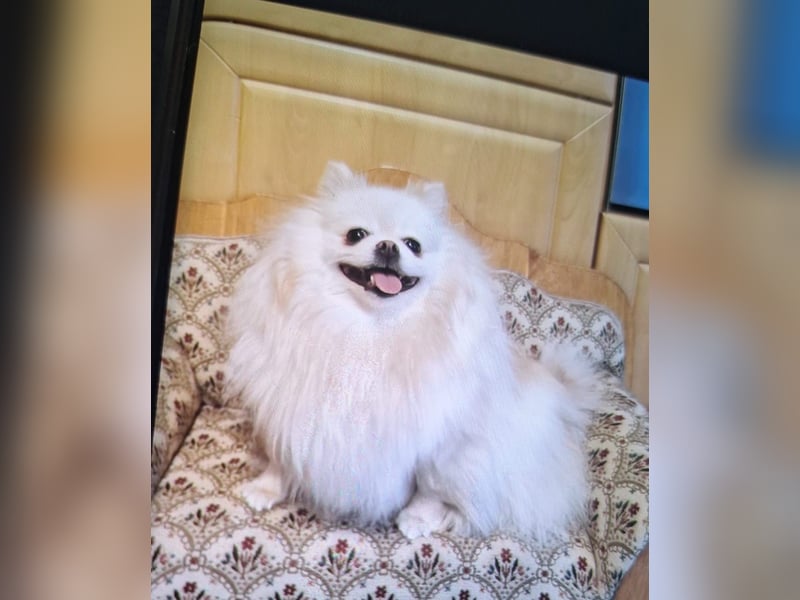 Pomeranian zwergspitz boo mit Ahnentafel