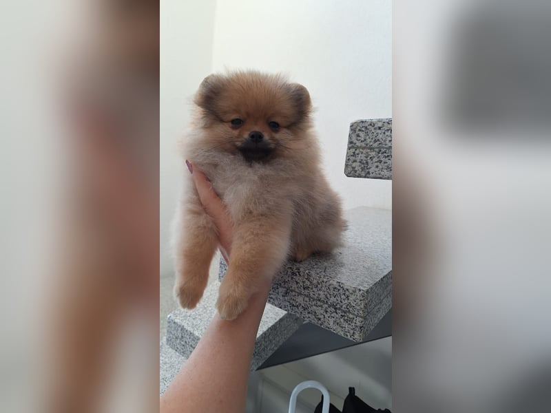 Pomeranian zwergspitz boo mit Ahnentafel