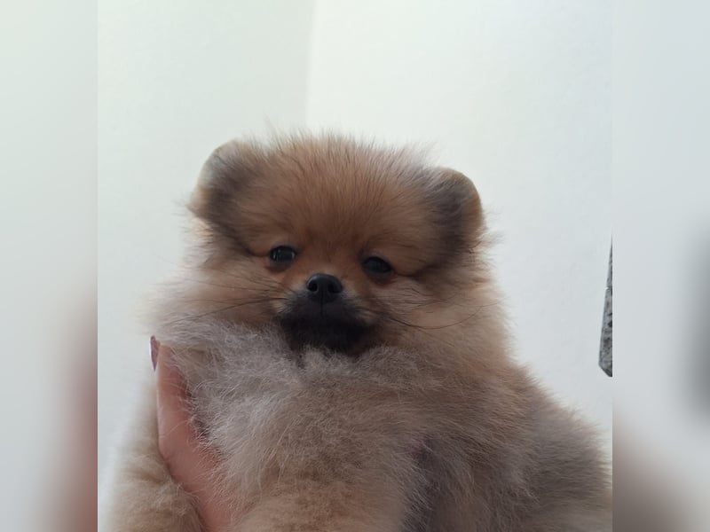 Pomeranian zwergspitz boo mit Ahnentafel