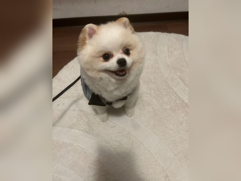 Mini Pomeranian Rüde Teddy Nase