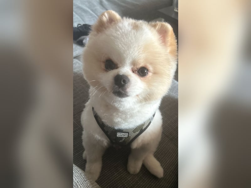 Mini Pomeranian Rüde Teddy Nase