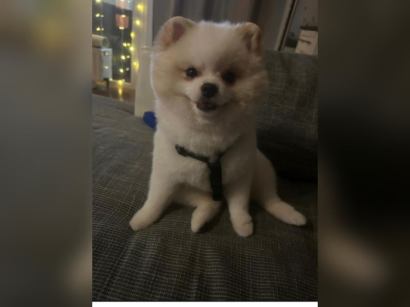 Mini Pomeranian Rüde Teddy Nase