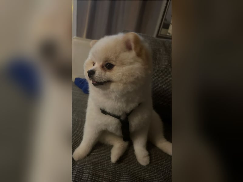 Mini Pomeranian Rüde Teddy Nase