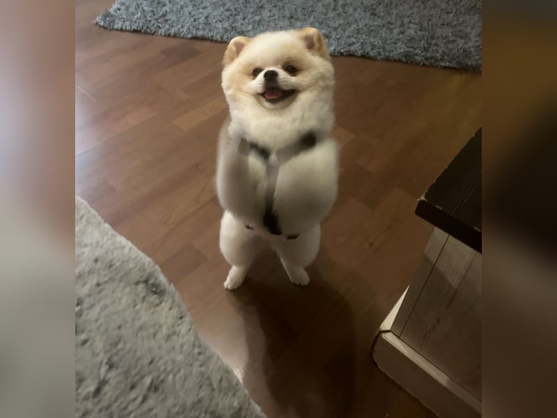 Mini Pomeranian Rüde Teddy Nase