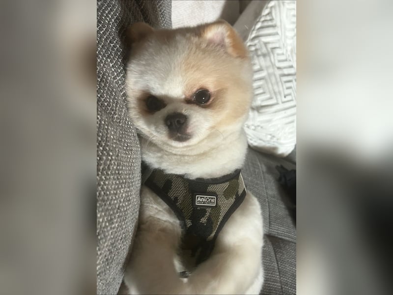 Mini Pomeranian Rüde Teddy Nase