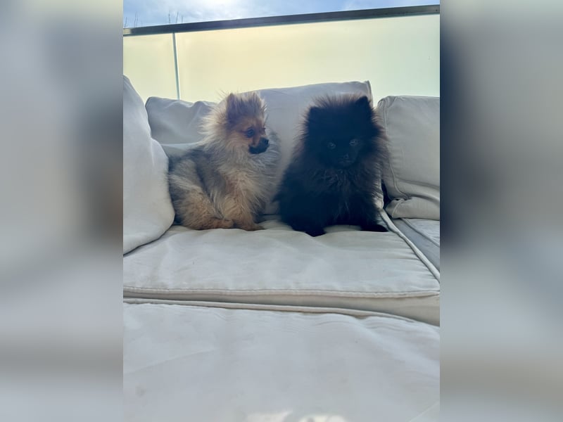 Pomeranian Welpen suchen ein zu Hause