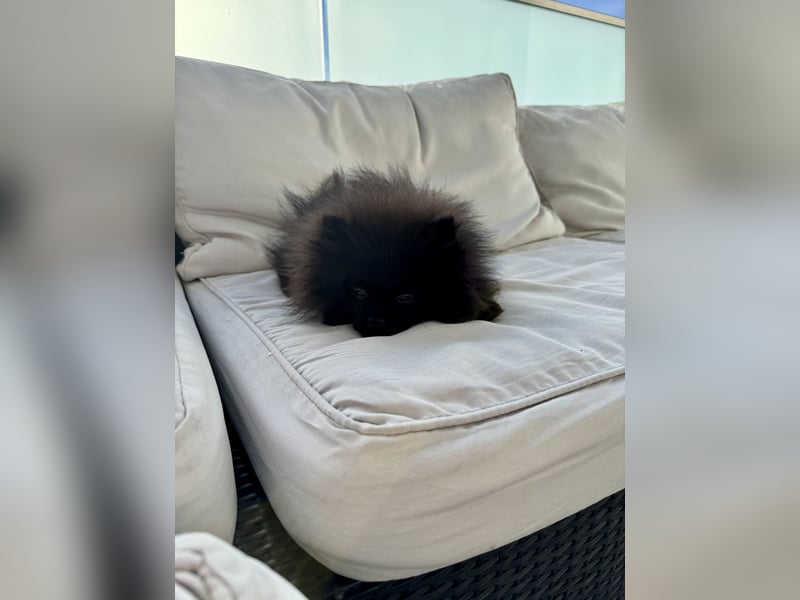 Pomeranian Welpen suchen ein zu Hause