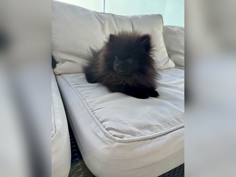 Pomeranian Welpen suchen ein zu Hause