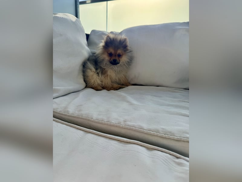 Pomeranian Welpen suchen ein zu Hause