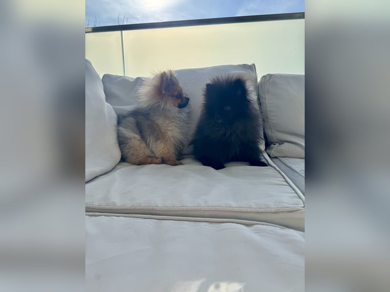 Pomeranian Welpen suchen ein zu Hause