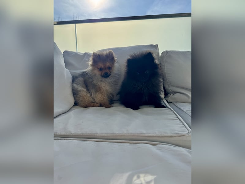 Pomeranian Welpen suchen ein zu Hause
