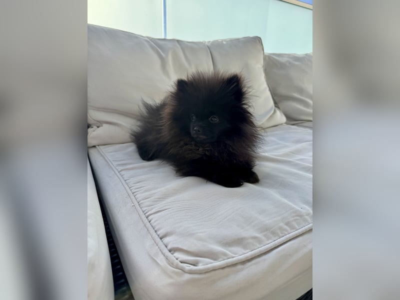 Pomeranian Welpen suchen ein zu Hause