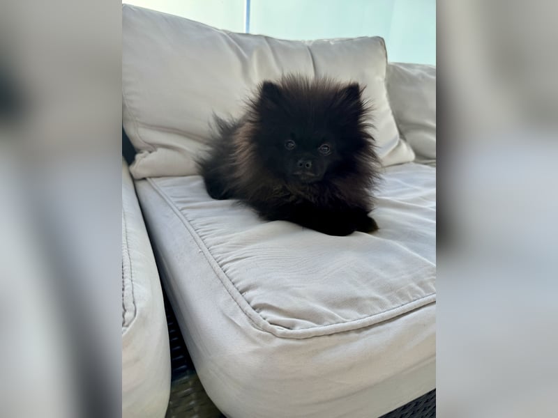 Pomeranian Welpen suchen ein zu Hause
