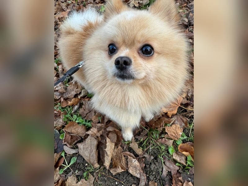 Pomeranian-Rüde "Balou" – 1,6 Jahre jung