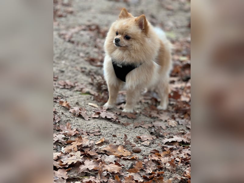 Pomeranian-Rüde "Balou" – 1,6 Jahre jung