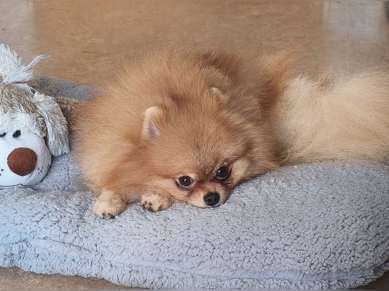 Pomeranian Zwergspitz Rüde Pom Typ
