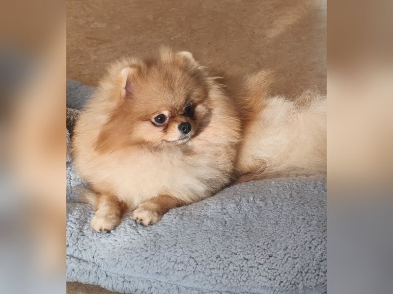 Pomeranian Zwergspitz Rüde Pom Typ
