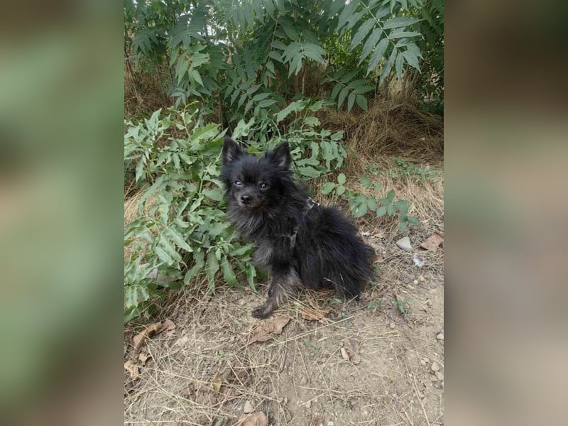Bobby sucht ein Körbchen