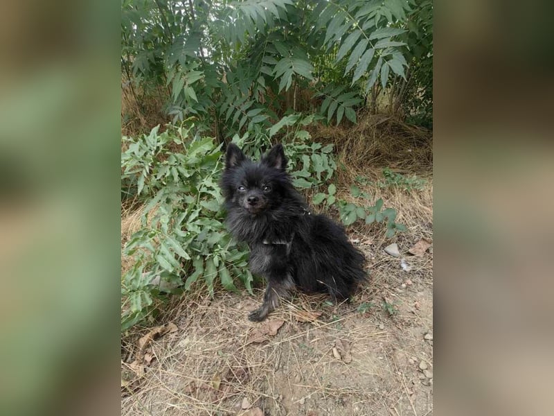 Bobby sucht ein Körbchen