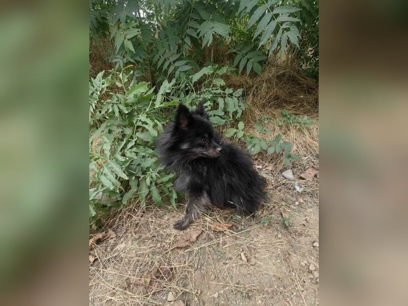 Bobby sucht ein Körbchen