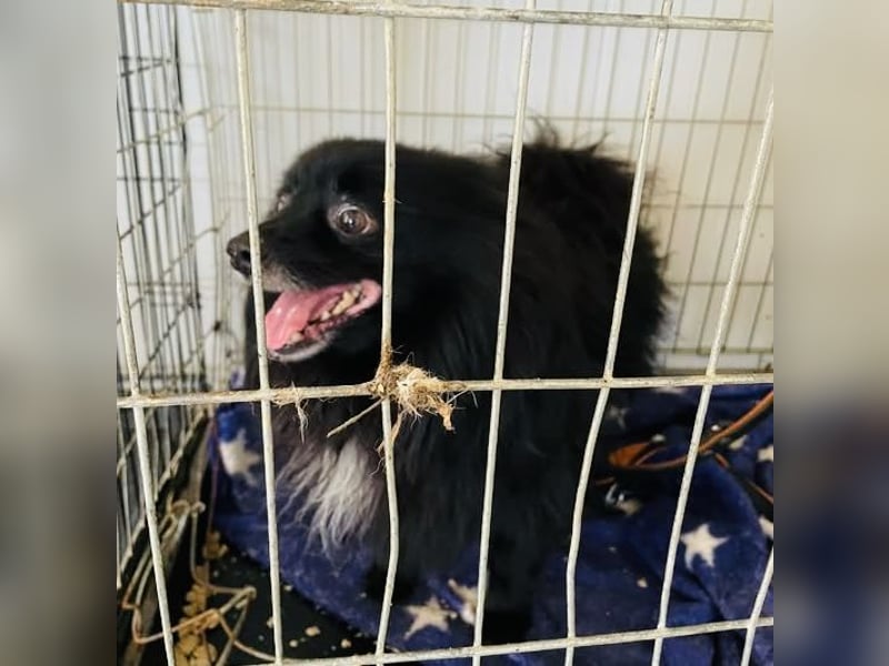 Marley, unser kleiner Pomeranian ist topp fit