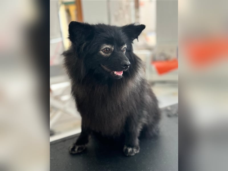 Pomeranians Magic Merlin und Chinita suchen gemeinsames Zuhause