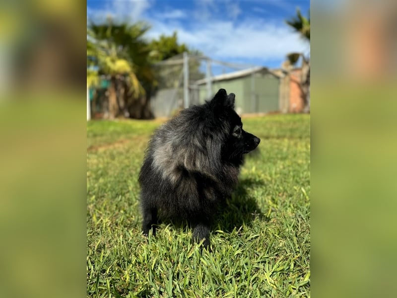 Pomeranians Magic Merlin und Chinita suchen gemeinsames Zuhause