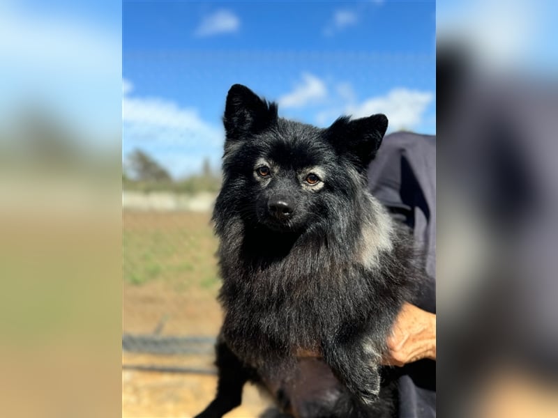 Pomeranians Magic Merlin und Chinita suchen gemeinsames Zuhause