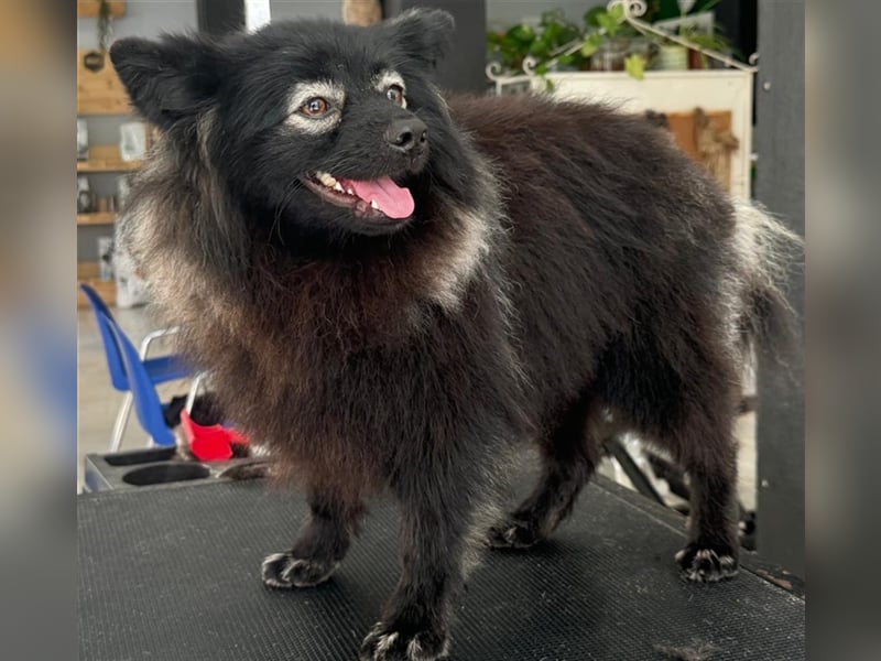Pomeranians Magic Merlin und Chinita suchen gemeinsames Zuhause