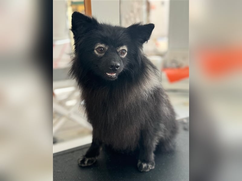 Pomeranians Magic Merlin und Chinita suchen gemeinsames Zuhause